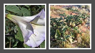 WESTERN JIMSON WEED Sacred Datura Datura Wrightii in AnzaBorrego Sonoran Desert [upl. by Alegnatal637]