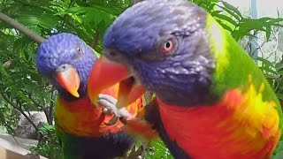 Feeding the Lorikeets nectar [upl. by Valeta]