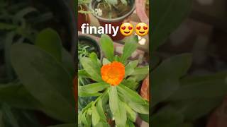 calandula flower 🌻plant video gardeningaasaanhai timelapse youtubeshorts garden reels [upl. by Molahs]