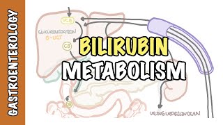 Bilirubin Metabolism  unconjugated and conjugated bilirubin [upl. by Ennaerb526]