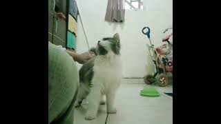 Gadak romantisnya mikie viralvideo youtuber viralshorts catlover kucinglucuiimut cat shorts [upl. by Amberly]