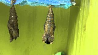 Giant Swallowtail Butterfly emerging from Chrysalis [upl. by Alleris]