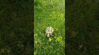 20240717 140824 tortoise [upl. by Atinahs]