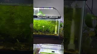 Hornwort aquarium plantedtanksetup fishtank hornwort plantedtank freshwateraquarium [upl. by Oivalf]