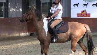 Marley Dressage Lessons Raws [upl. by Weigle795]