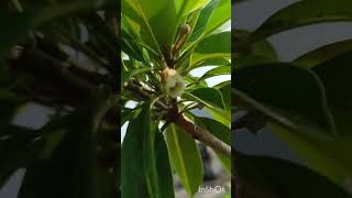 garden low sapota fruit plantshort videoYouTube viraltrending [upl. by Autumn]