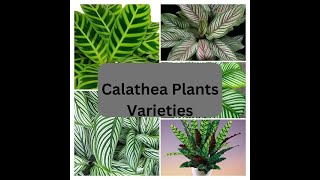 12 Beautiful Types of Calathea Plants  Calathea Varieties to Spruce Up your Home [upl. by Haimarej]