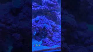 Zoanthid Rock part 1 aquarium marine coraltank coral [upl. by Asserac]