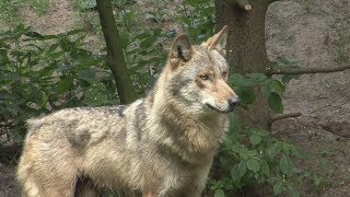 Północny eko pomocnik Wilki  edukacja ekologiczna Sezon na Wilka [upl. by Jezebel557]