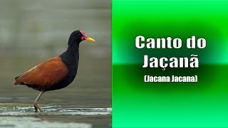 102  O Canto do JAÇANÃ Jacana Jacana Bird Song  Wattled Jacana Aguapeaçoca [upl. by Livi36]