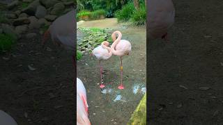 FLAMINGOS FOR KIDS  Learn about flamingos for kids shorts valentinesday [upl. by Baseler898]