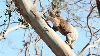 La faune sauvage dAustralie Pvtistes Australie [upl. by Idolla]