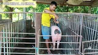 Artificial insemination for pig [upl. by Haduj]