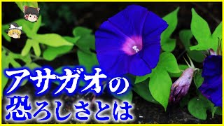 【ゆっくり解説】朝に咲く意外な理由とは…？種にヤバい毒⁉️「アサガオ」の恐ろしさとはを解説朝日を感じて咲いているわけではない？ [upl. by Samara]