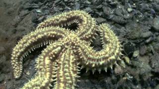 How to film underwater in Marine Reserve saltwater lake Lough Hyne Ireland Watch in HD [upl. by Hanway]