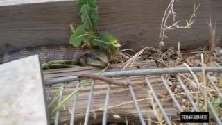 Blue Tongue Lizard hissing [upl. by Tomasina]