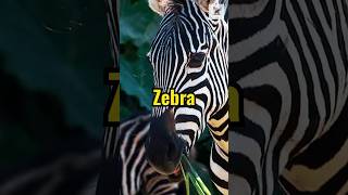 Rare Zebra Facts You Didn’t Know animalfacts zebra wildlifeinsights nature [upl. by Leagiba646]