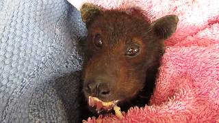 Banana soothes rescued flyingfox [upl. by Rothschild]