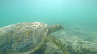 Tortue Île Maurice [upl. by Aliet]