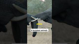 6 brainiest animals shorts [upl. by Sabah]