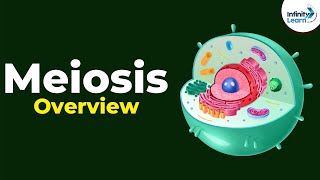 Overview of Meiosis  Dont Memorise [upl. by Quar]