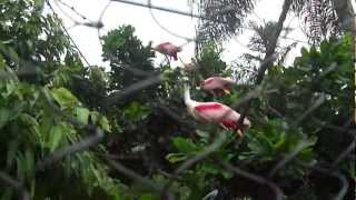 Roseate Spoonbills Seaworld Orlando Florida [upl. by Auqenahc]