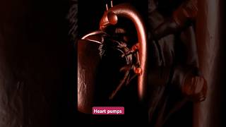 Heartviralvideoviralshortsnursingaxisnursingschoolbiologyphysiologyheartphysiology [upl. by Norrehs]