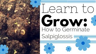 How to Germinate Salpiglossis Painted Tongue Seeds Cut Flower Farm Gardening Garden Growing DIY [upl. by Aehcsrop457]