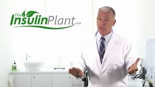 Insulin Plant  The Ultimate Blood Sugar Support [upl. by Naegem]