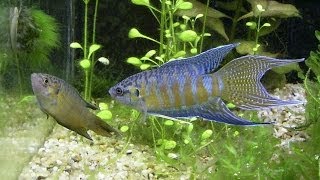 Species Profile 2 The Paradise Fish Macropodus opercularis [upl. by Wirth]