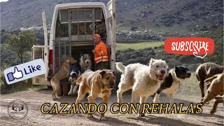 🎥 CAZANDO CON REHALAS SialaCaza🐕🐕🇪🇸 [upl. by Nyltyak958]