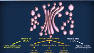 Editing delle proteine  Golgi e traffico vescicolare [upl. by Lanford]