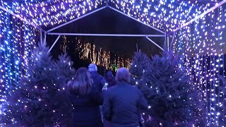 Holiday lights shine in Massachusetts Naumkeag public garden  AFP [upl. by Fleta472]