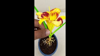 Grow hemerocallis daylily plant from hemerocallis daylily budsgardening garden reelsvideoシ [upl. by Nnylyrehc]