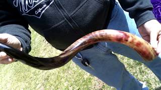 Kudu shofar for sale 75 [upl. by Porta11]