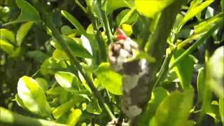 Giant Swallowtail Butterfly Caterpillar on Calamondin Citrus Host Plant [upl. by Launam]