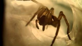 Macrography Spider cleaning its Chelicerae Fangs  Makrofotografie Spinne reinigt Cheliceren [upl. by Nibroc]