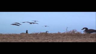 Top of the Flyway Outfitters duck hunting and goose hunting [upl. by Annaihs]