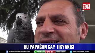 Bu papağan çay tiryakisi [upl. by Annawoj540]