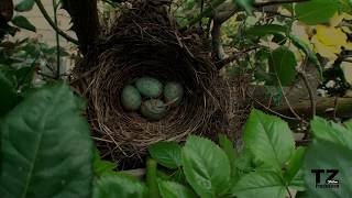 Fortpflanzung der Amsel Teil 3 [upl. by Seabury]