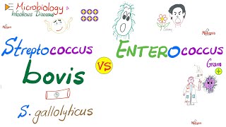 Enterococcus vs Streptococcus bovis Streptococcus gallolyticus  Microbiology 🧫 [upl. by Hilar]