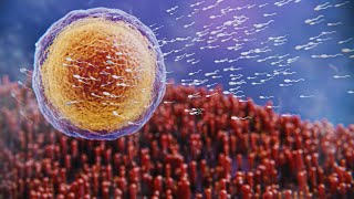 Journey of Fertilization Egg and Sperm in Human Reproduction [upl. by Ahseia]