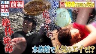 【ザ！世界仰天ニュース】海に潜む衝撃の危険生物（前編） [upl. by Naivaj]