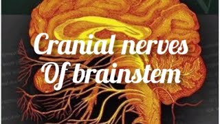 cranial nerves physiology anatomy neurology neuroscience trending trendingshorts [upl. by Sidky]