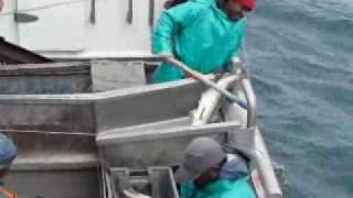 Longline Hake Fishing Offshore South Africa [upl. by Halda]