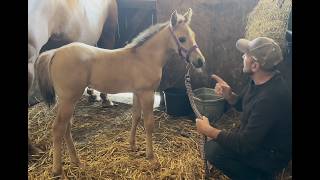 Putting head collar on for the first time on a 13 day old foal [upl. by Aititil130]