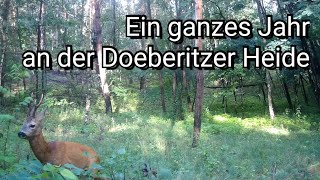 Wildkamera ein ganzes Jahr am Rande der Döberitzer Heide [upl. by Atwood807]