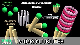 Microtubules  Cells  MCAT  Khan Academy [upl. by Laaspere286]