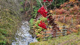 Kirkmichael To Bridge Of Cally via Cateran Trail Oct 2024 Hike Scotland2024 [upl. by Arodnap]