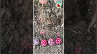 Coldresistant variety black tiger fruit seedlingsfruit seedling planting [upl. by Suzanne215]